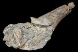 Fossil Hadrosaur Fibula Section - Aguja Formation, Texas #116578-2